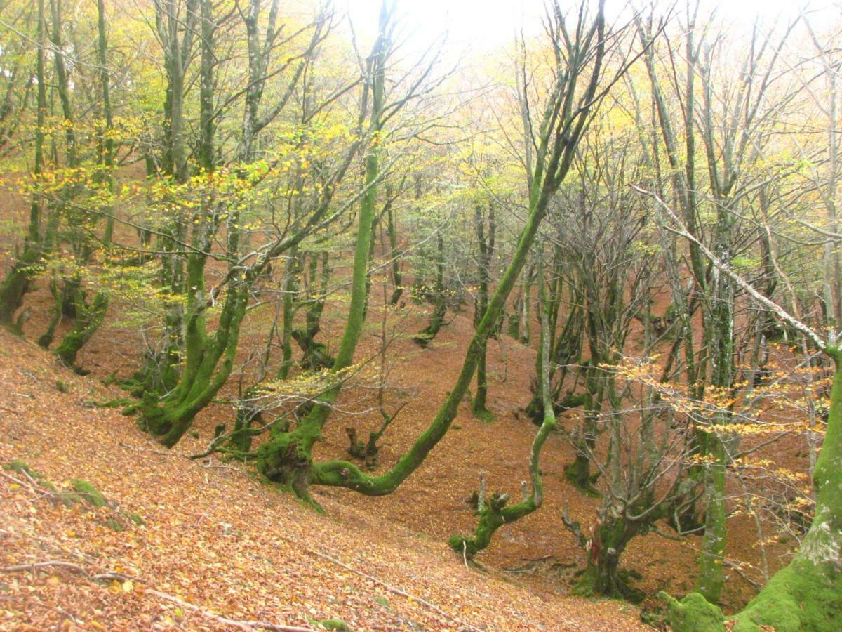 Albergue Olasenea Aterpea Zubieta Εξωτερικό φωτογραφία